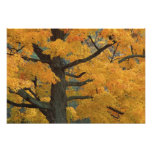 USA, Michigan, Close-up of sugar maple tree in Art Photo