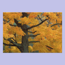 USA, Michigan, Close-up of sugar maple tree in photography