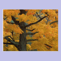 USA, Michigan, Close-up of sugar maple tree in postcards