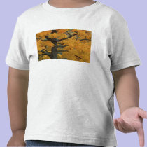 USA, Michigan, Close-up of sugar maple tree in t-shirts