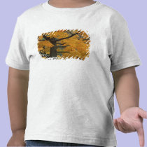 USA, Michigan, Close-up of sugar maple tree in t-shirts