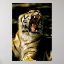 USA, Michigan, Detroit. Detroit Zoo, tiger 2