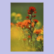 USA, Michigan, Drummond Island, Maxton Plains, photography
