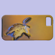 USA, Michigan, Maple leaf floating on water casemate cases