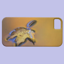 USA, Michigan, Maple leaf floating on water casemate cases