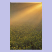 USA, Michigan, Meadow of goldenrod plants photography