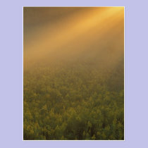 USA, Michigan, Meadow of goldenrod plants postcards