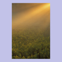 USA, Michigan, Meadow of goldenrod plants posters