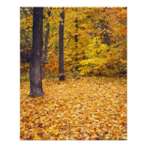 USA, Missouri, Boone County, Maple Forest in