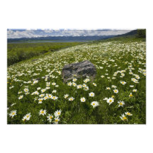 USA, Montana, Wild Daisy blooming in meadow by Photographic Print