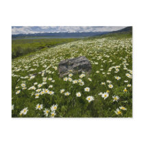 USA, Montana, Wild Daisy blooming in meadow by Postcard
