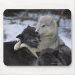USA, Montana, Wolves playing in snow Mouse Pad