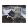 USA, Montana, Wolves playing in snow Postcard