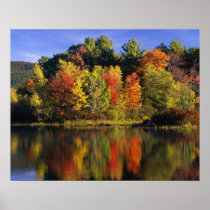 USA, New Hampshire, Moultonborough. Trees in