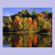 USA, New Hampshire, Moultonborough. Trees in posters