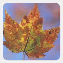 USA, New Hampshire, White Mountains, Franconia Square Sticker