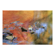 USA, New York, Adirondacks, Fallen Leaves in Photograph