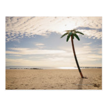 USA, New York City, Coney Island, palm tree on Postcard