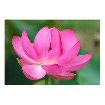 USA; North Carolina; Lotus blossom