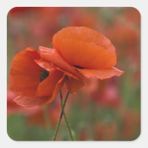 USA, North Carolina. Two red poppies Sticker