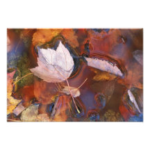USA, Northeast, Fall leaves in puddle with Photographic Print