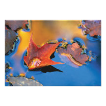 USA, Northeast, Maple Leaf in Reflection Photo