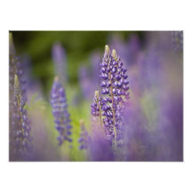 USA, Northeastern Minnesota, near Silver Bay, Photograph