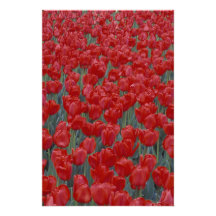 USA, Ohio, Cincinnati. Bed of red tulips Photo