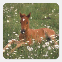 USA, Oregon, Arabian Pony. Square Sticker