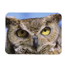 USA, Oregon, Bend. Great Horned Owls are common Rectangle Magnets