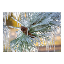 USA, Oregon, Bend. Ponderosa pine needles are Photograph