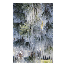 USA, Oregon, Bend. The ice on Ponderosa pine Art Photo