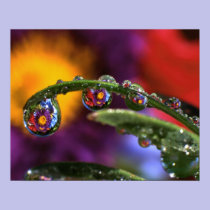 USA, Oregon, Close-up abstract of purple posters