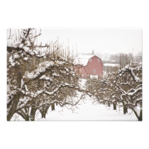 USA, Oregon, Hood River. Snow covered Apple