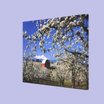 USA, Oregon, Hood River Valley, Pear orchard canvas prints