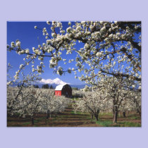 USA, Oregon, Hood River Valley, Pear orchard photography
