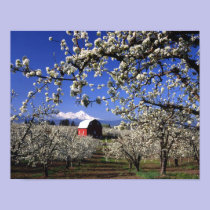 USA, Oregon, Hood River Valley, Pear orchard posters