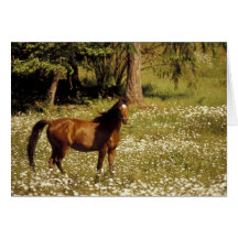 USA, Oregon. Horse in field of daisies Greeting Cards