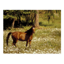 USA, Oregon. Horse in field of daisies Post Card
