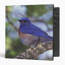USA, Oregon. Male Western Bluebird 3 Ring Binder