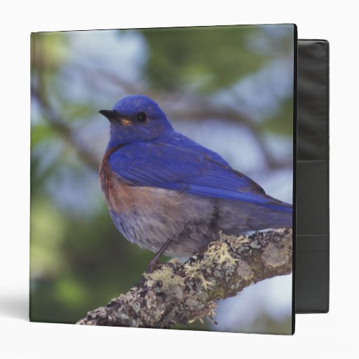 USA, Oregon. Male Western Bluebird 3 Ring Binder