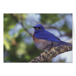 USA, Oregon. Male Western Bluebird Cards