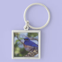 USA, Oregon. Male Western Bluebird keychains