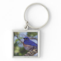 USA, Oregon. Male Western Bluebird Key Chain