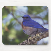 USA, Oregon. Male Western Bluebird Mousepad