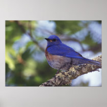 USA, Oregon. Male Western Bluebird