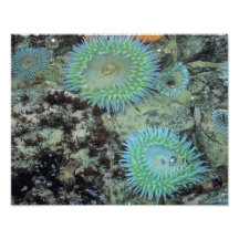 USA, Oregon, Nepture SP. Jewel-toned sea Art Photo