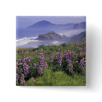 USA, Oregon, Nesika Beach. Lupine and Oregon