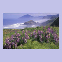 USA, Oregon, Nesika Beach. Lupine and Oregon photography