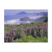 USA, Oregon, Nesika Beach. Lupine and Oregon Post Card